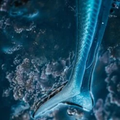 COMBO Leurres Souples Shad Lançon EELO 110 8gr AYU/BLEU -Petromax Soldes Boutique combo leurres souples shad lancon eelo 110 8gr ayubleu 2