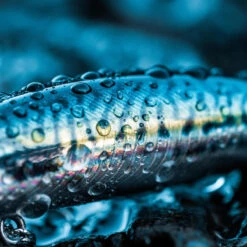 Poisson Nageur SAXTON 75S MAQUEREAU VERT Pêche Au Leurre En Mer 11 Poisson Nageur SAXTON 75S MAQUEREAU VERT Pêche Au Leurre En Mer -Petromax Soldes Boutique poisson nageur saxton 75s maquereau vert peche au leurre en mer 4